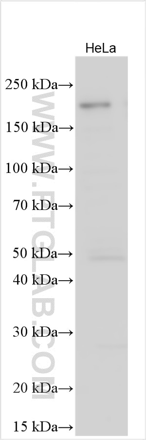 WB analysis using 33016-1-AP Western Blot (WB) analysis of various lysates using MTCL2 Polyclonal antibody (33016-1-AP)