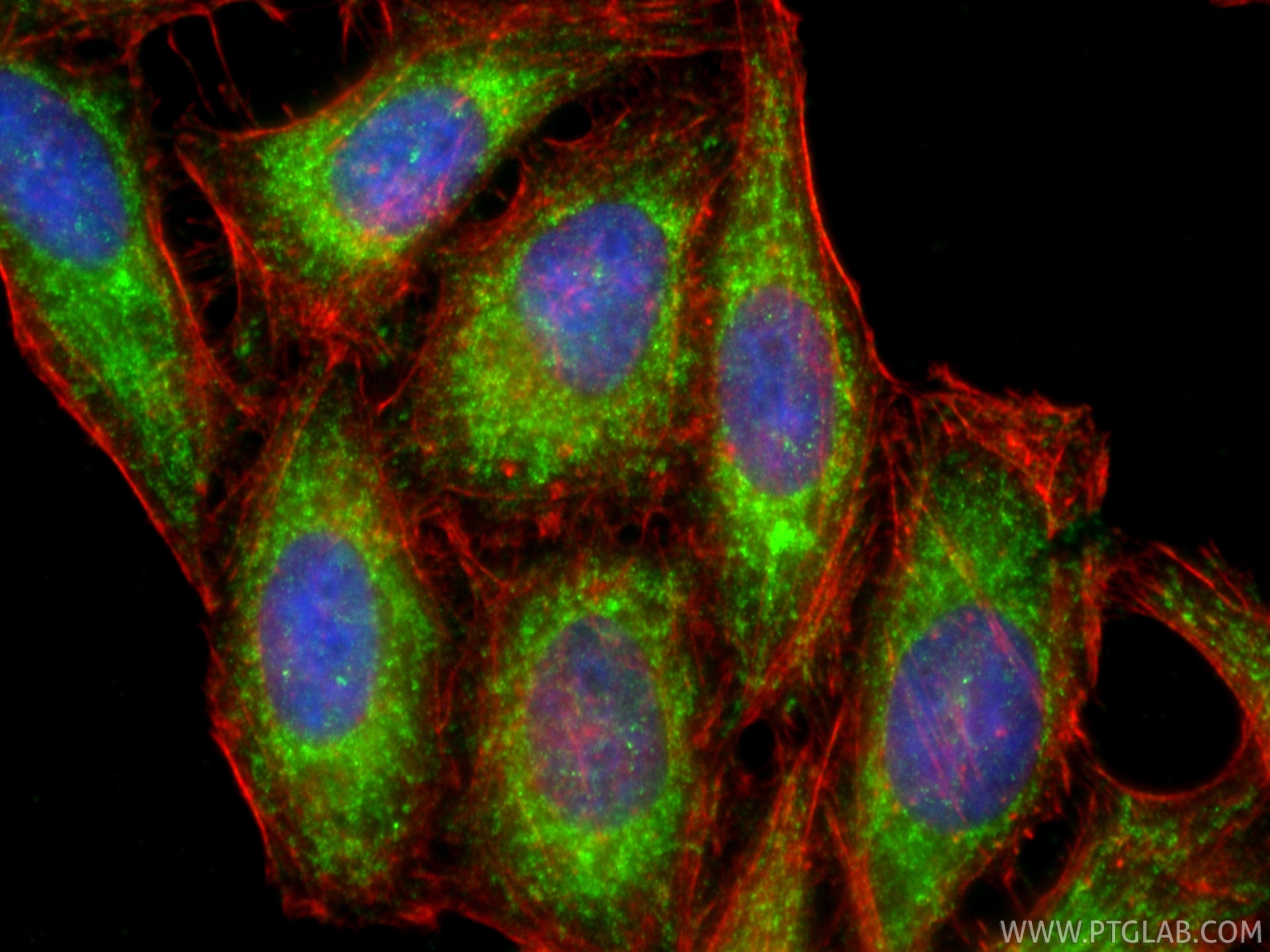 Immunofluorescence (IF) / fluorescent staining of HepG2 cells using MTCO1 Polyclonal antibody (34285-1-AP)