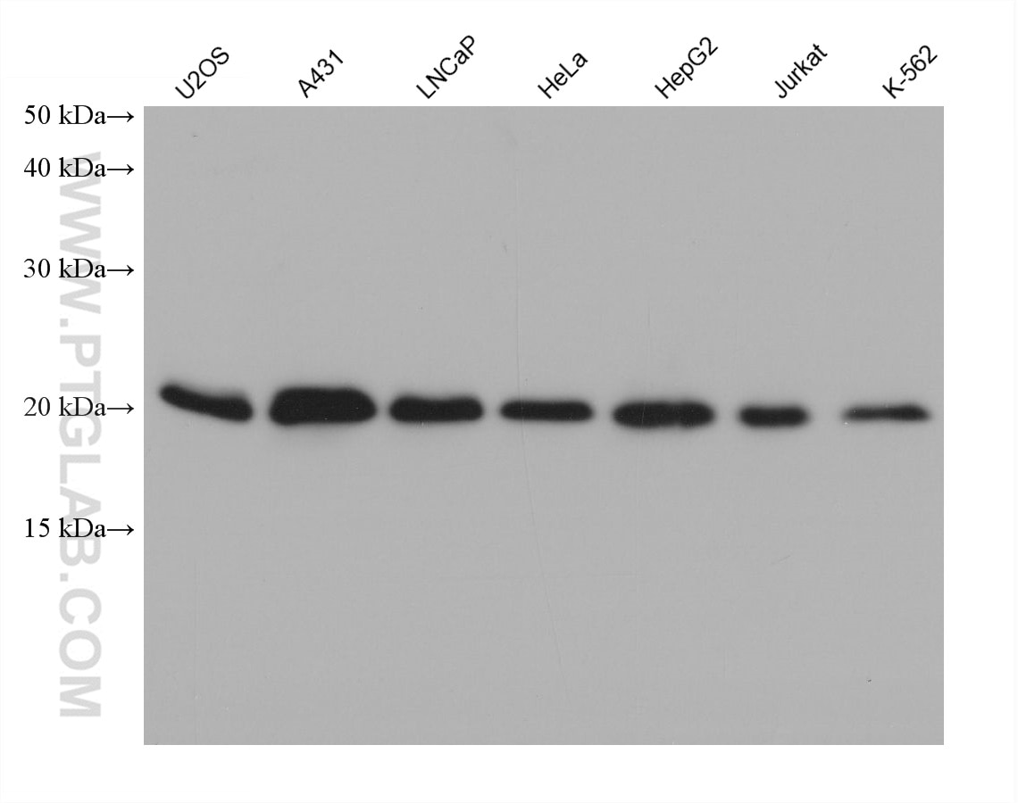 Western Blot (WB) analysis of various lysates using MTCO2 Monoclonal antibody (68527-1-Ig)
