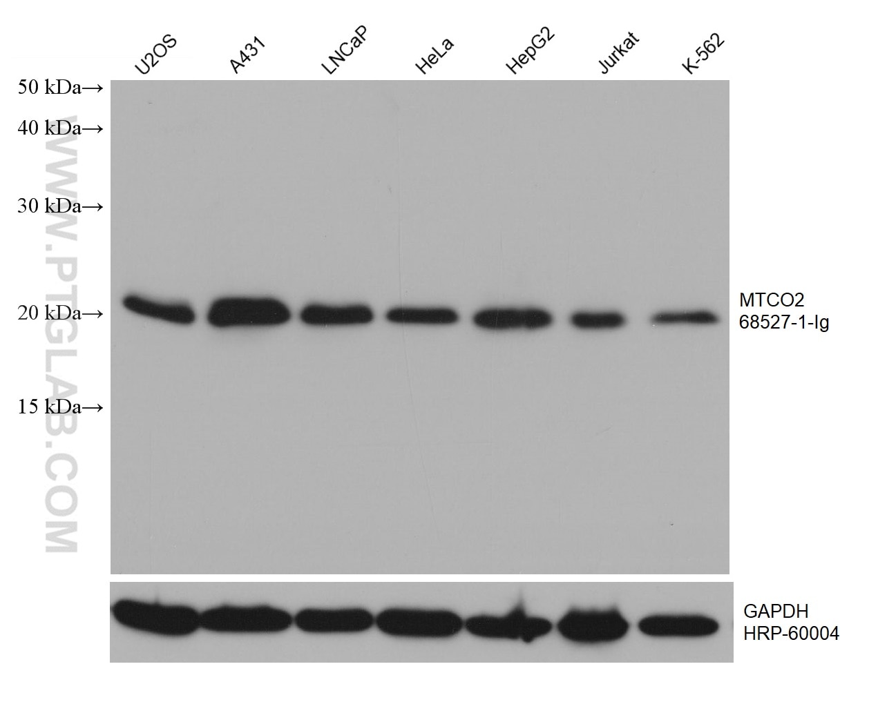 Western Blot (WB) analysis of various lysates using MTCO2 Monoclonal antibody (68527-1-Ig)