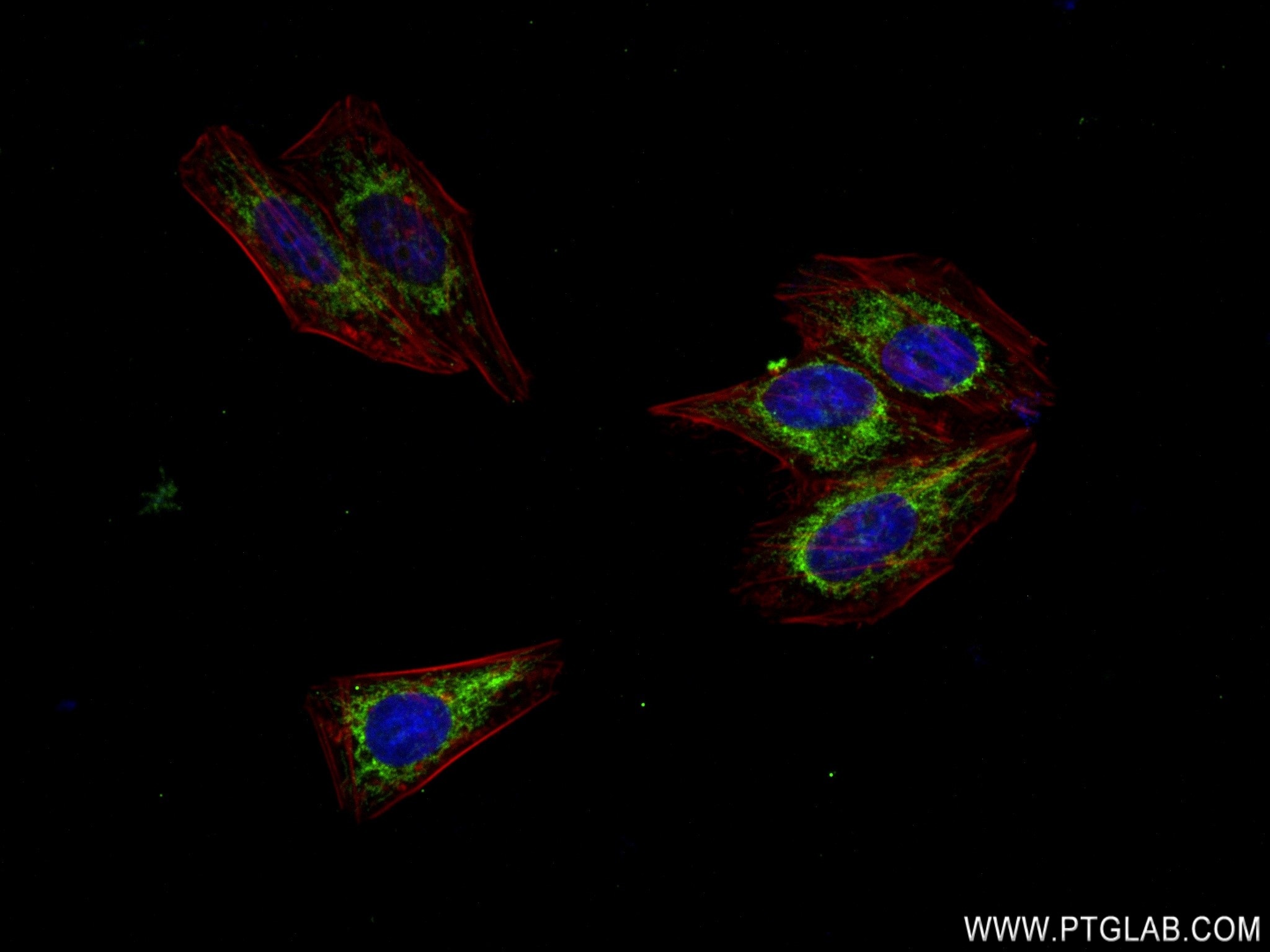 Immunofluorescence (IF) / fluorescent staining of HepG2 cells using MTCO2 Recombinant antibody (83132-7-RR)