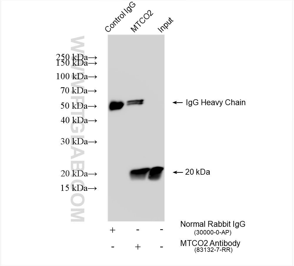 Immunoprecipitation (IP) experiment of HeLa cells using MTCO2 Recombinant antibody (83132-7-RR)