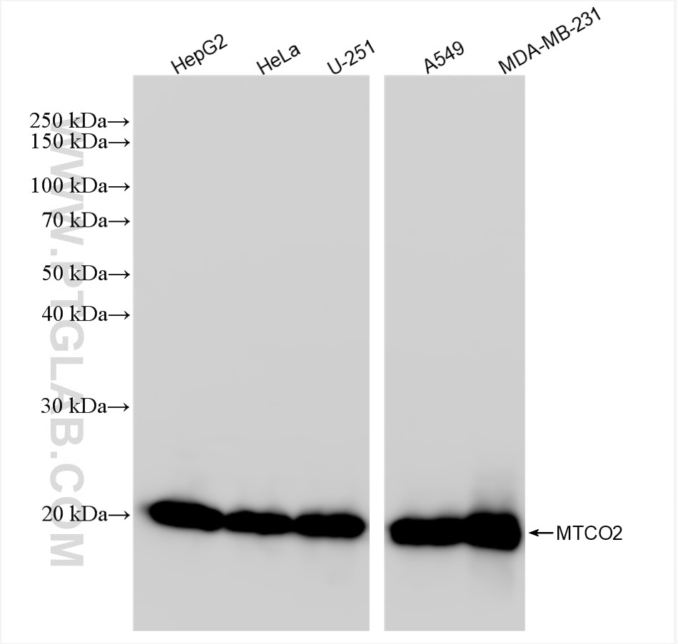 Western Blot (WB) analysis of various lysates using MTCO2 Recombinant antibody (83132-7-RR)