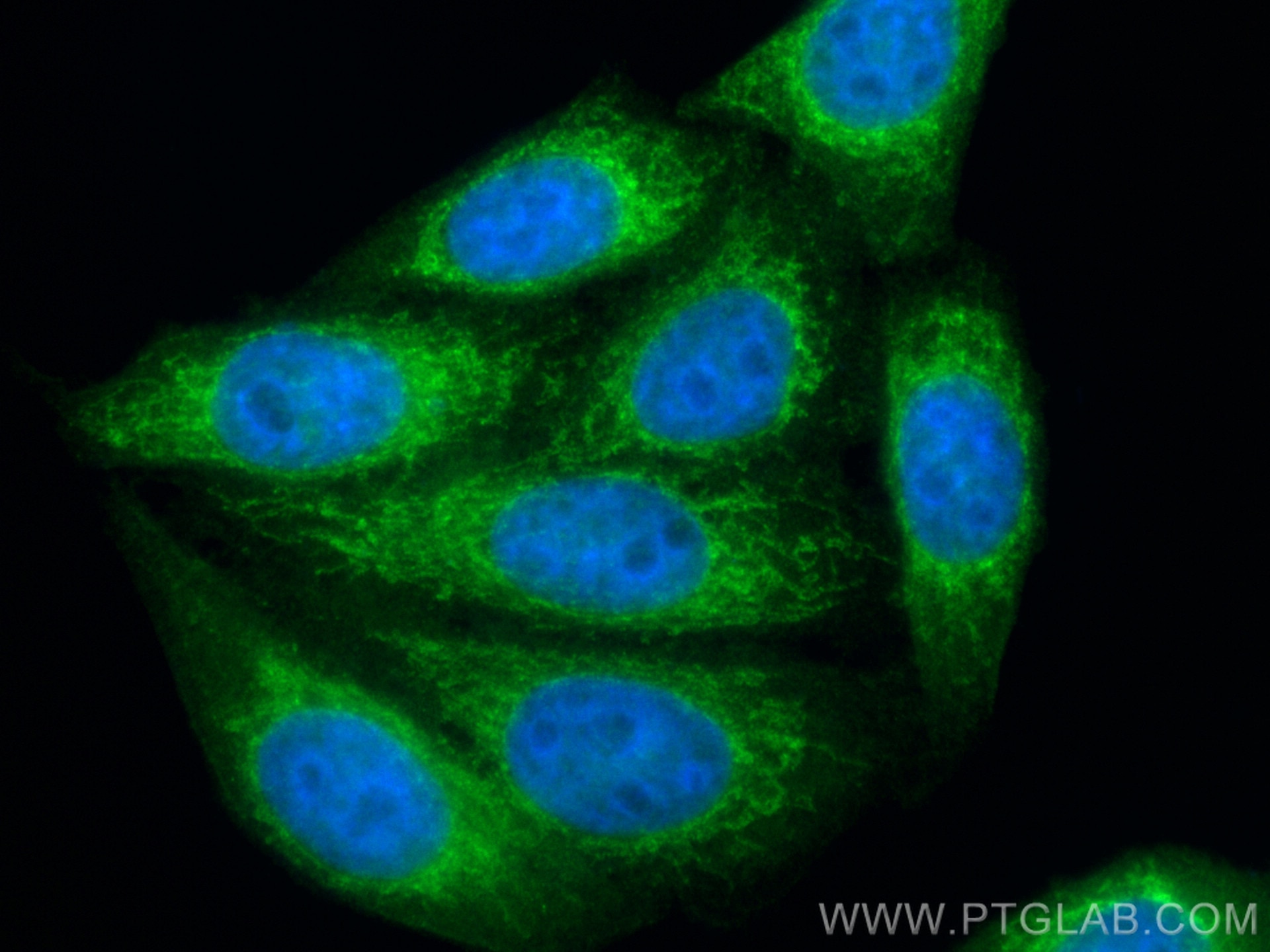 Immunofluorescence (IF) / fluorescent staining of HepG2 cells using CoraLite® Plus 488-conjugated MTCO2 Polyclonal ant (CL488-55070)