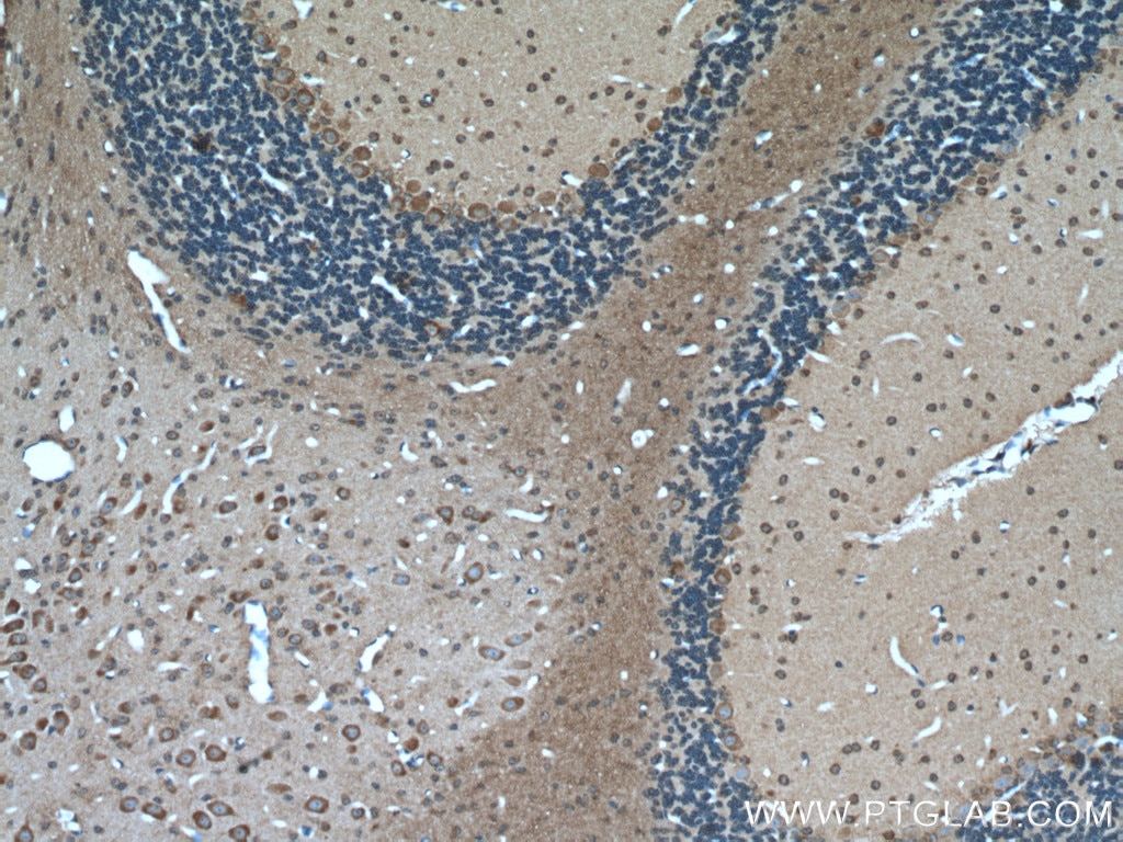 Immunohistochemistry (IHC) staining of mouse cerebellum tissue using MTCO3 Polyclonal antibody (55082-1-AP)