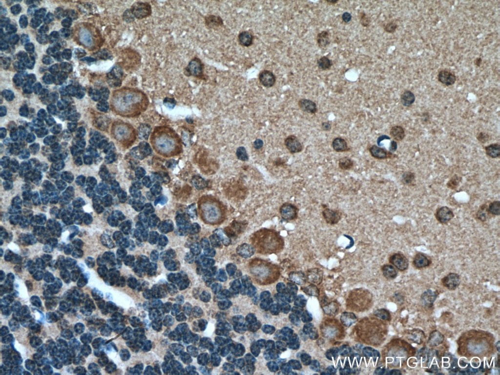Immunohistochemistry (IHC) staining of mouse cerebellum tissue using MTCO3 Polyclonal antibody (55082-1-AP)