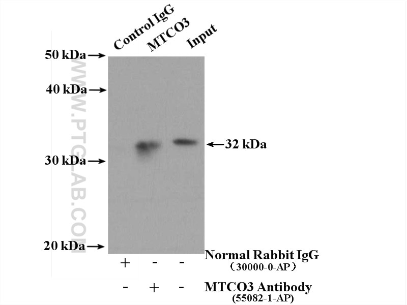 Immunoprecipitation (IP) experiment of mouse heart tissue using MTCO3 Polyclonal antibody (55082-1-AP)