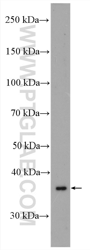 Western Blot (WB) analysis of C2C12 cells using MTCO3 Polyclonal antibody (55082-1-AP)