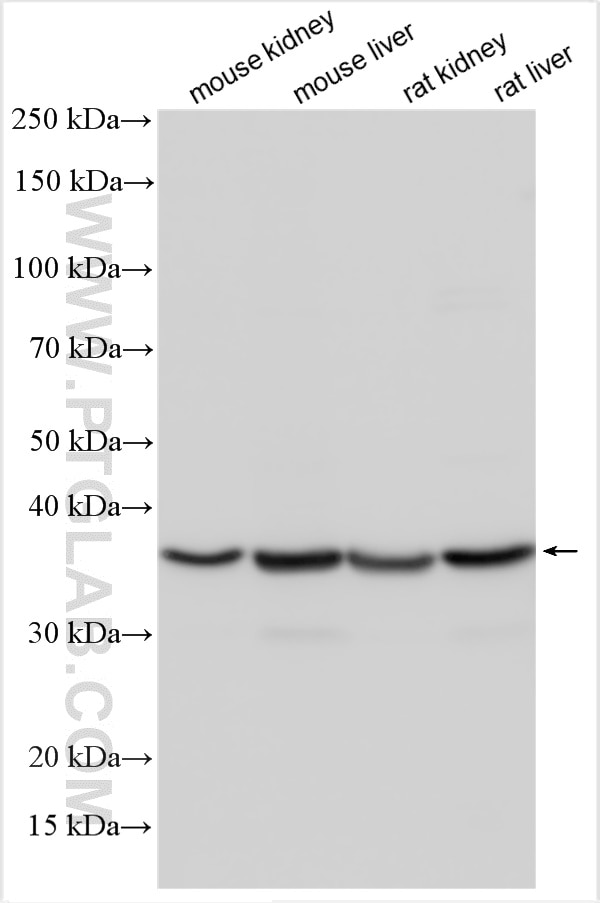 Western Blot (WB) analysis of various lysates using MTCO3 Polyclonal antibody (55082-1-AP)