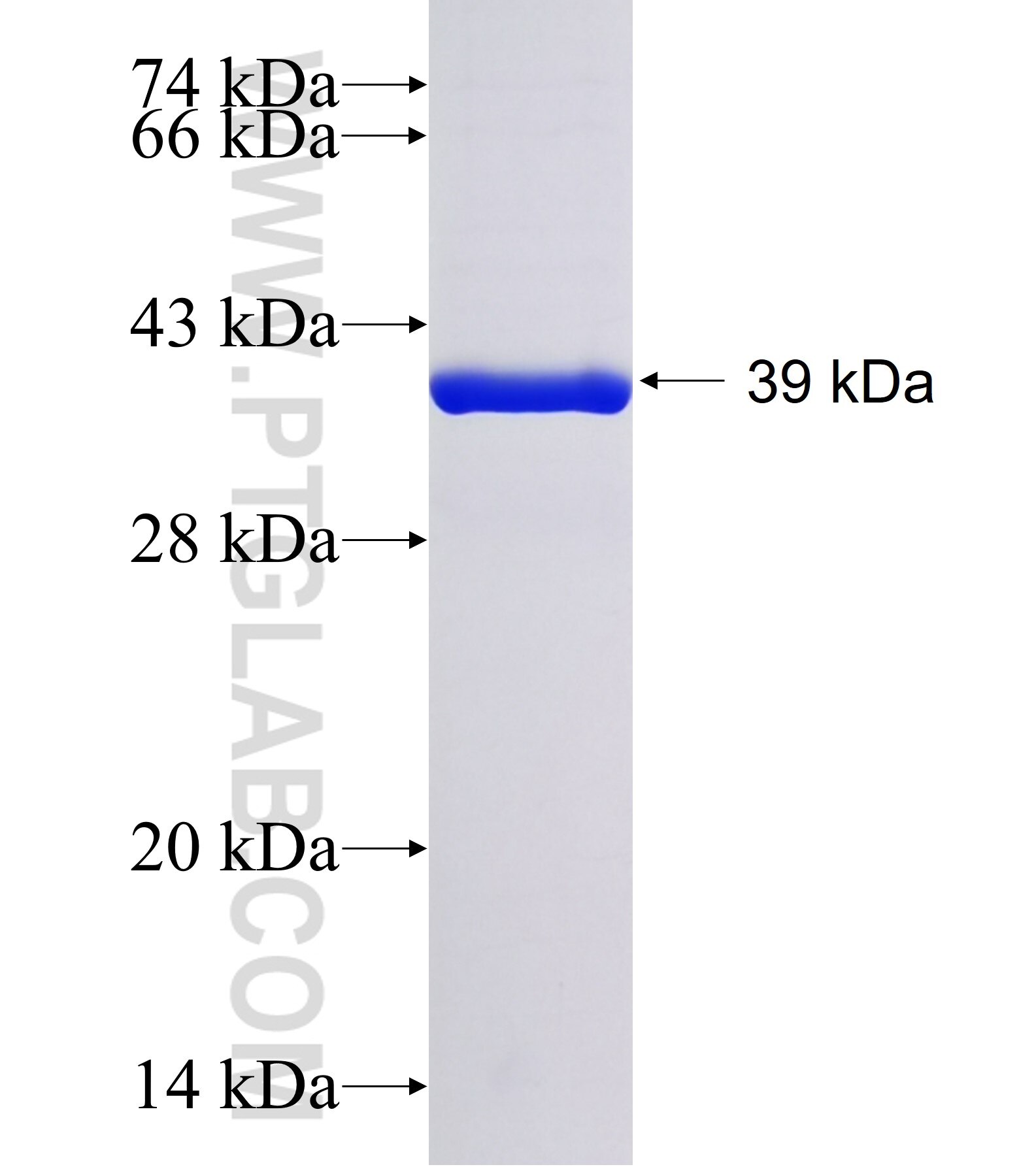 MTCP1 fusion protein Ag41527 SDS-PAGE MTCP1 fusion protein Ag41527 SDS-PAGE