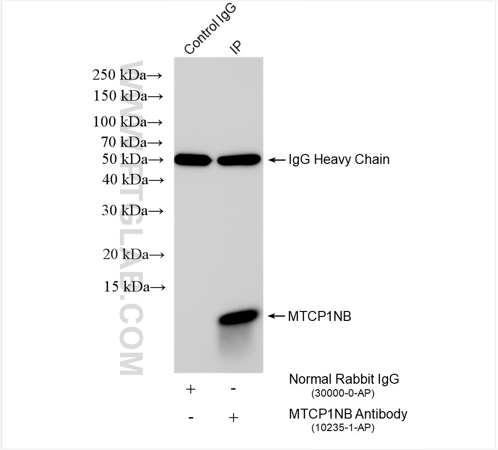 Immunoprecipitation (IP) experiment of HEK-293T cells using MTCP1NB Polyclonal antibody (10235-1-AP)