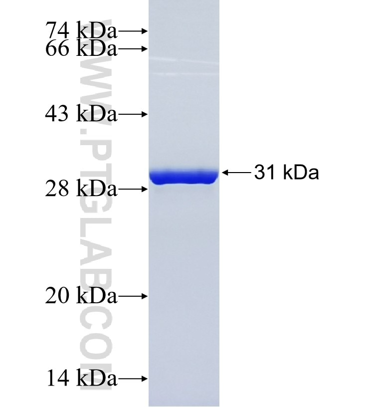 MTCP1NB fusion protein Ag0338 SDS-PAGE