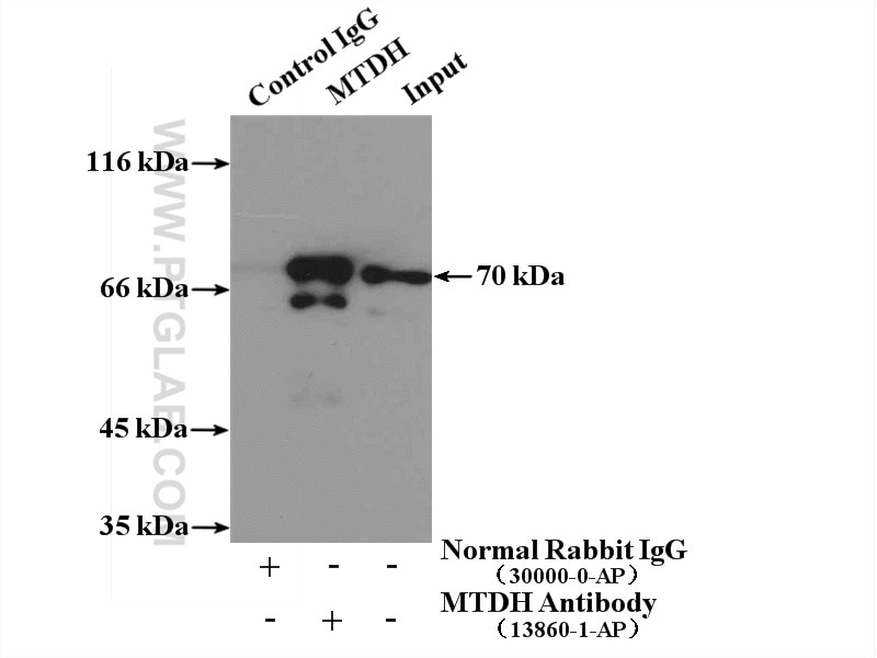 Immunoprecipitation (IP) experiment of MCF-7 cells using AEG-1/MTDH-Specific Polyclonal antibody (13860-1-AP)