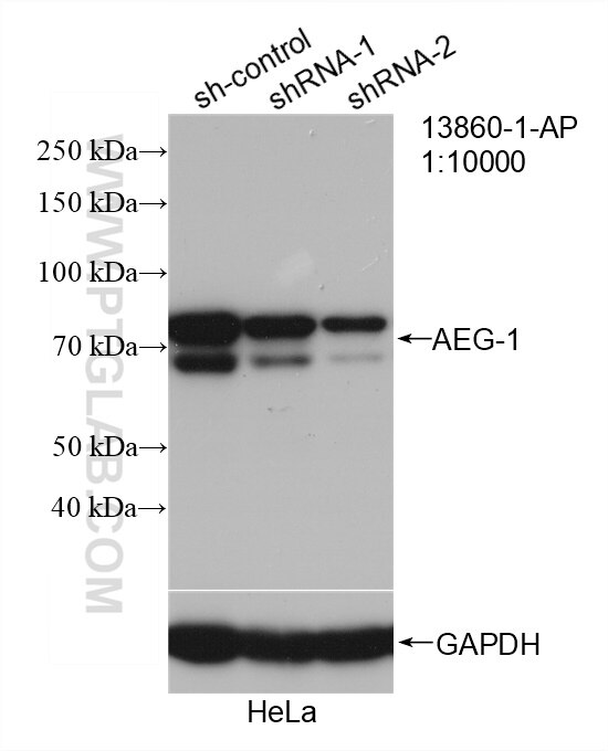 Western Blot (WB) analysis of HeLa cells using AEG-1/MTDH-Specific Polyclonal antibody (13860-1-AP)