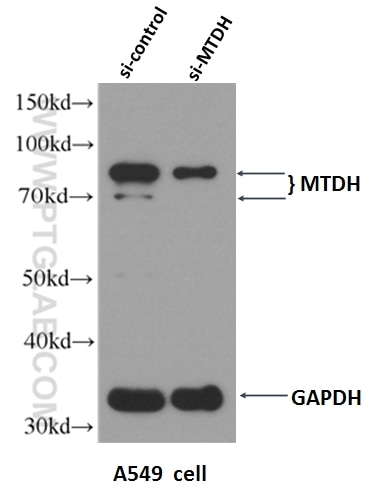 Western Blot (WB) analysis of A549 cells using AEG-1/MTDH-Specific Polyclonal antibody (13860-1-AP)