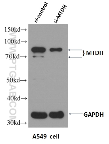 WB analysis of A549 cells using 13860-1-AP