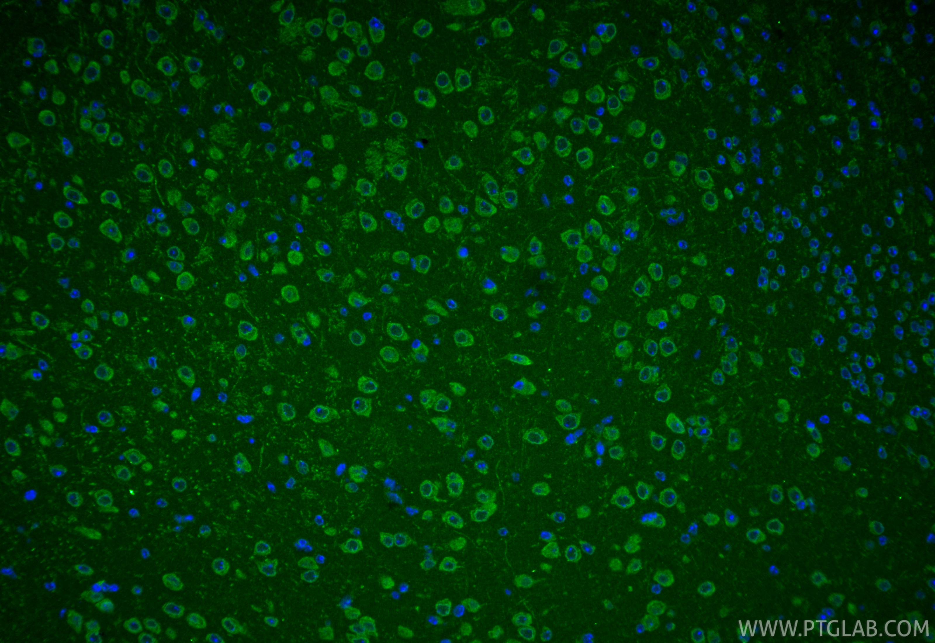 Immunofluorescence (IF) / fluorescent staining of mouse brain tissue using MTERF Polyclonal antibody (16957-1-AP)