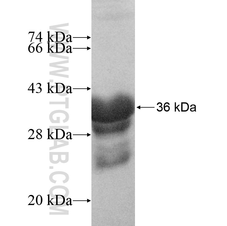 MTERF fusion protein Ag10640 SDS-PAGE