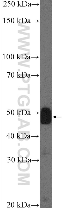 Western Blot (WB) analysis of mouse liver tissue using MTERFD1 Polyclonal antibody (23296-1-AP)