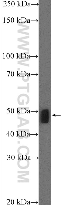 Western Blot (WB) analysis of mouse liver tissue using MTERFD1 Polyclonal antibody (23296-1-AP)