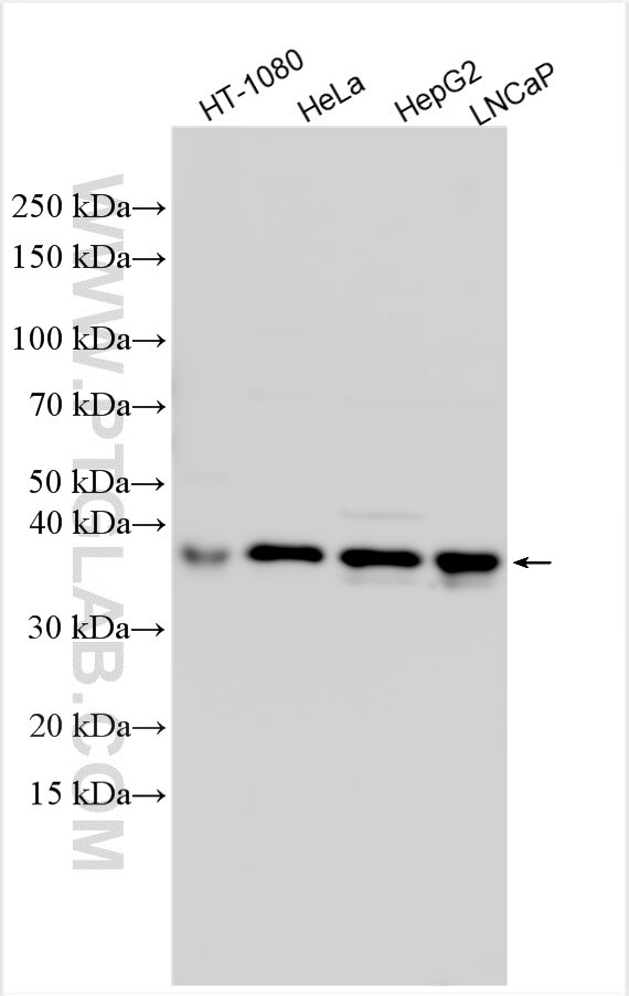 Western Blot (WB) analysis of various lysates using MTERFD2 Polyclonal antibody (31892-1-AP)