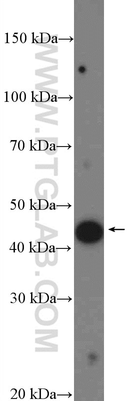 Western Blot (WB) analysis of SH-SY5Y cells using MTERFD3 Polyclonal antibody (26676-1-AP)