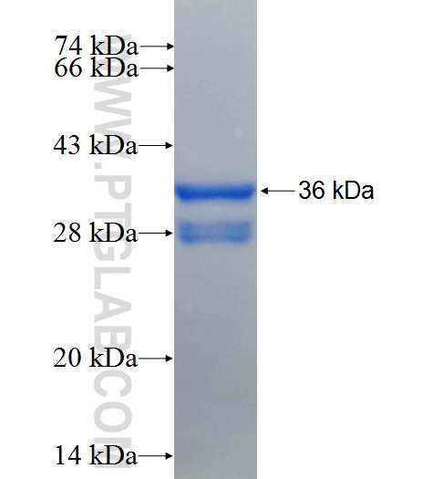 MTERFD3 fusion protein Ag24704 SDS-PAGE
