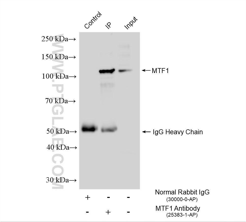 Immunoprecipitation (IP) experiment of HepG2 cells using MTF1 Polyclonal antibody (25383-1-AP)