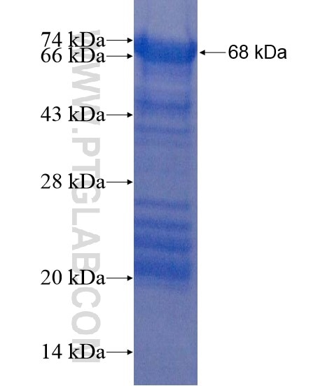 MTF1 fusion protein Ag21848 SDS-PAGE