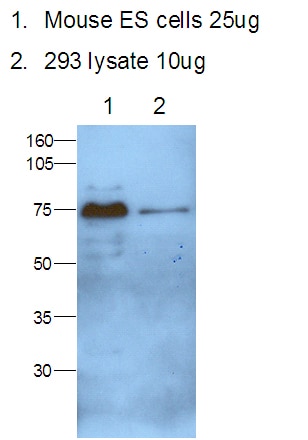 Western Blot (WB) analysis of mouse ES cells and 293 cells using MTF2 Polyclonal antibody (16208-1-AP)