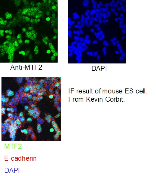 Immunofluorescence (IF) / fluorescent staining of mouse ES cells using MTF2 Polyclonal antibody (16208-1-AP)