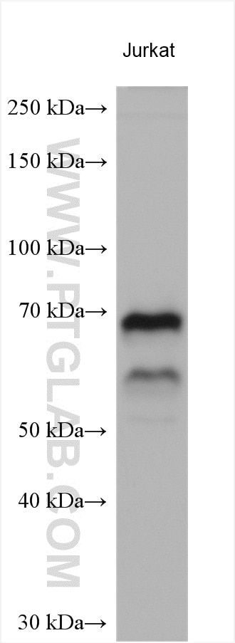 Western Blot (WB) analysis of various lysates using MTF2 Polyclonal antibody (16208-1-AP)