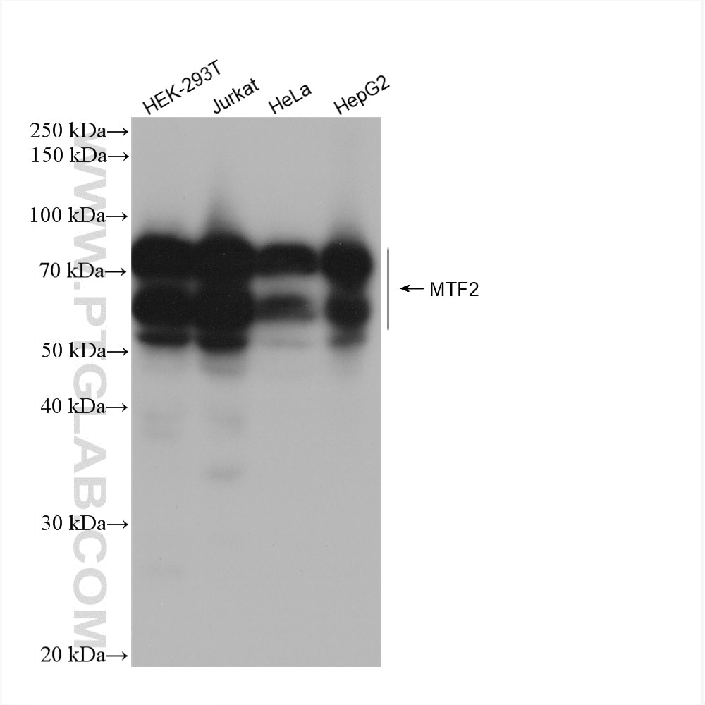Western Blot (WB) analysis of various lysates using MTF2 Recombinant antibody (82944-1-RR)