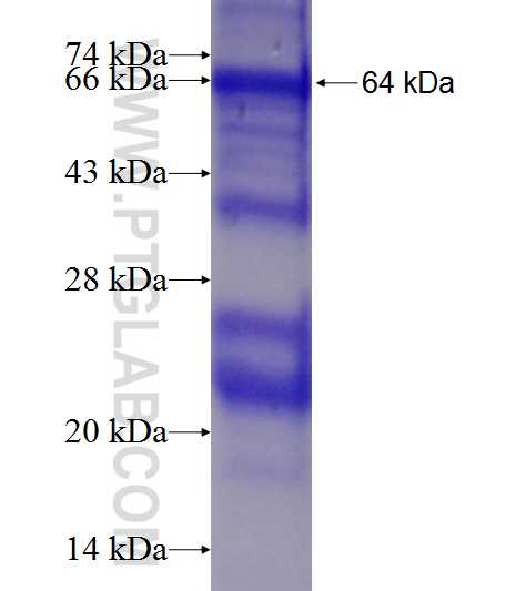 MTF2 fusion protein Ag9182 SDS-PAGE
