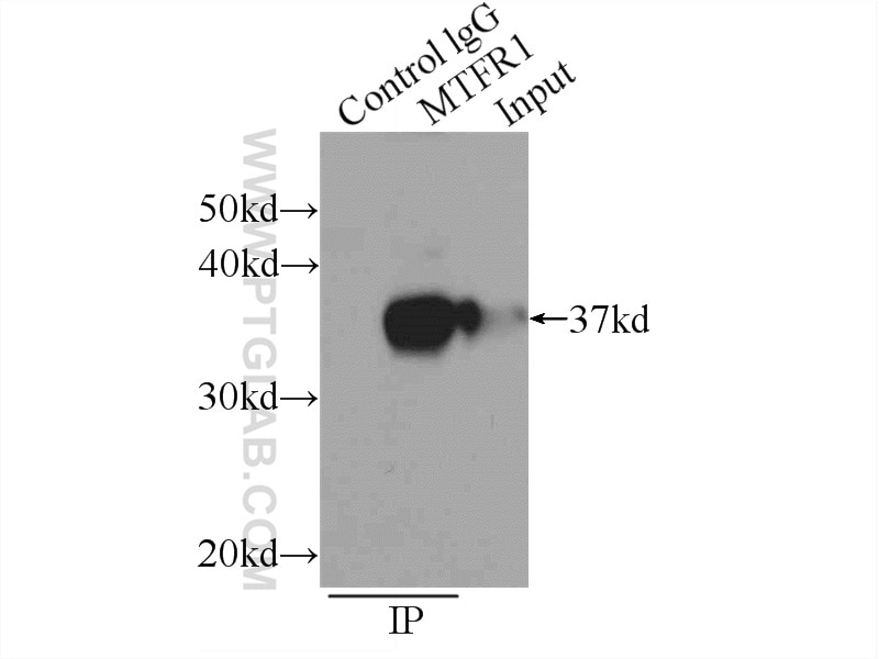 Immunoprecipitation (IP) experiment of mouse testis tissue using MTFR1 Polyclonal antibody (17778-1-AP)