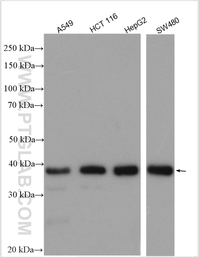 Western Blot (WB) analysis of various lysates using MTFR1 Polyclonal antibody (17778-1-AP)