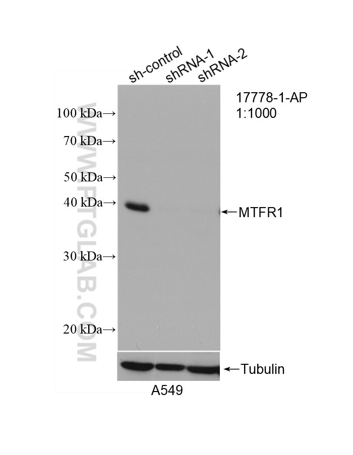 Western Blot (WB) analysis of A549 cells using MTFR1 Polyclonal antibody (17778-1-AP)