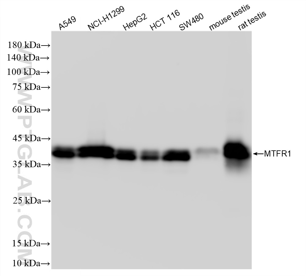 Various lysates were subjected to SDS PAGE followed by western blot with 87130-1-RR (MTFR1 antibody) at dilution of 1:10000 incubated at room temperature for 1.5 hours. Western Blot (WB) analysis of various lysates using MTFR1 Recombinant monoclonal antibody (87130-1-RR)