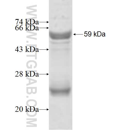 MTG1 fusion protein Ag4681 SDS-PAGE