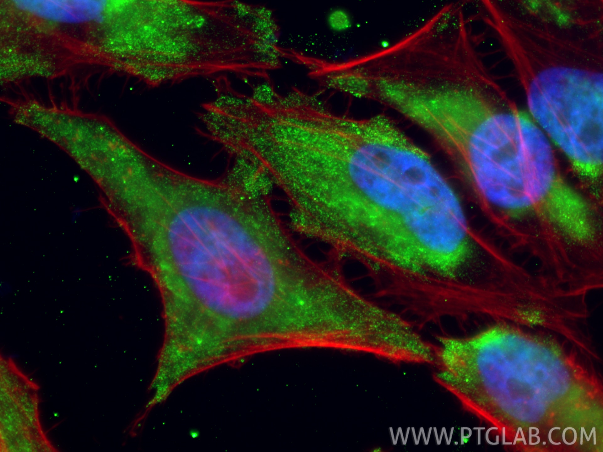 IF Staining of HeLa using 67443-1-Ig Immunofluorescence (IF) / fluorescent staining of HeLa cells using MTH1 Monoclonal antibody (67443-1-Ig)