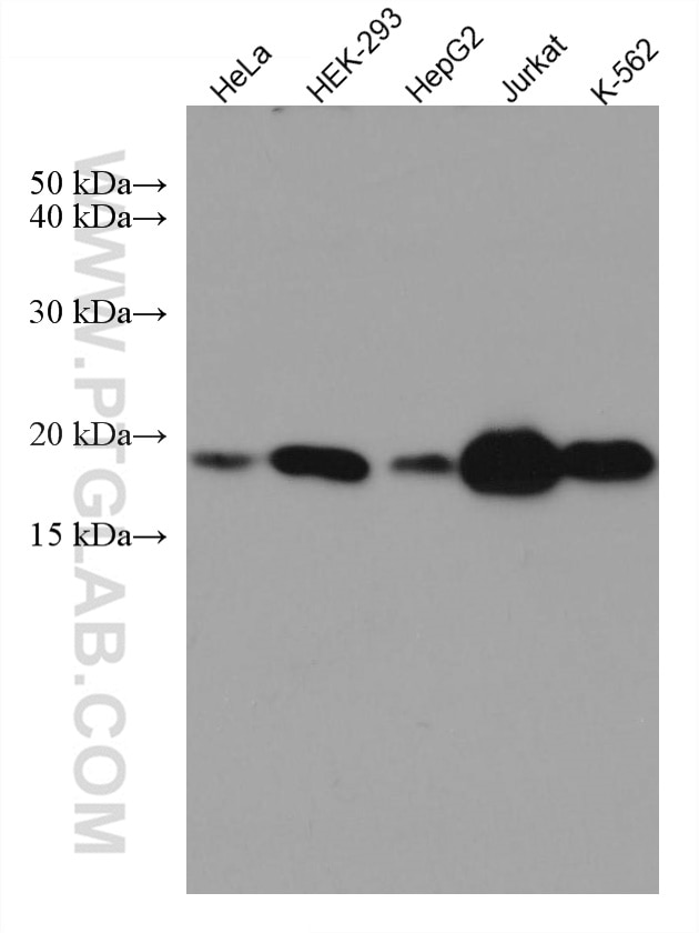 Western Blot (WB) analysis of various lysates using MTH1 Monoclonal antibody (67443-1-Ig)