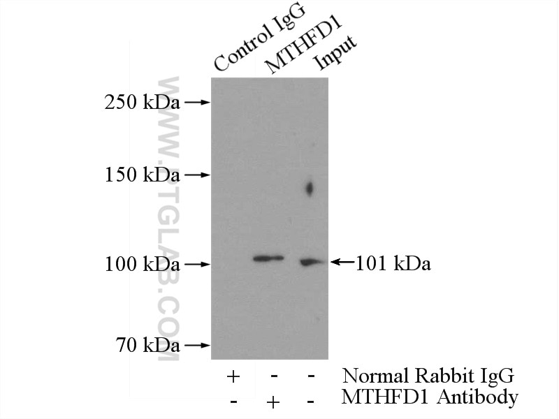 Immunoprecipitation (IP) experiment of mouse kidney tissue using MTHFD1 Polyclonal antibody (10794-1-AP)