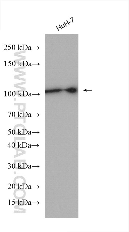 Western Blot (WB) analysis of various lysates using MTHFD1 Polyclonal antibody (10794-1-AP)