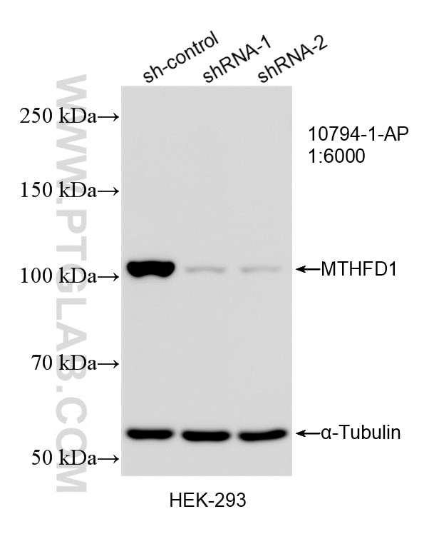 Western Blot (WB) analysis of HEK-293 cells using MTHFD1 Polyclonal antibody (10794-1-AP)