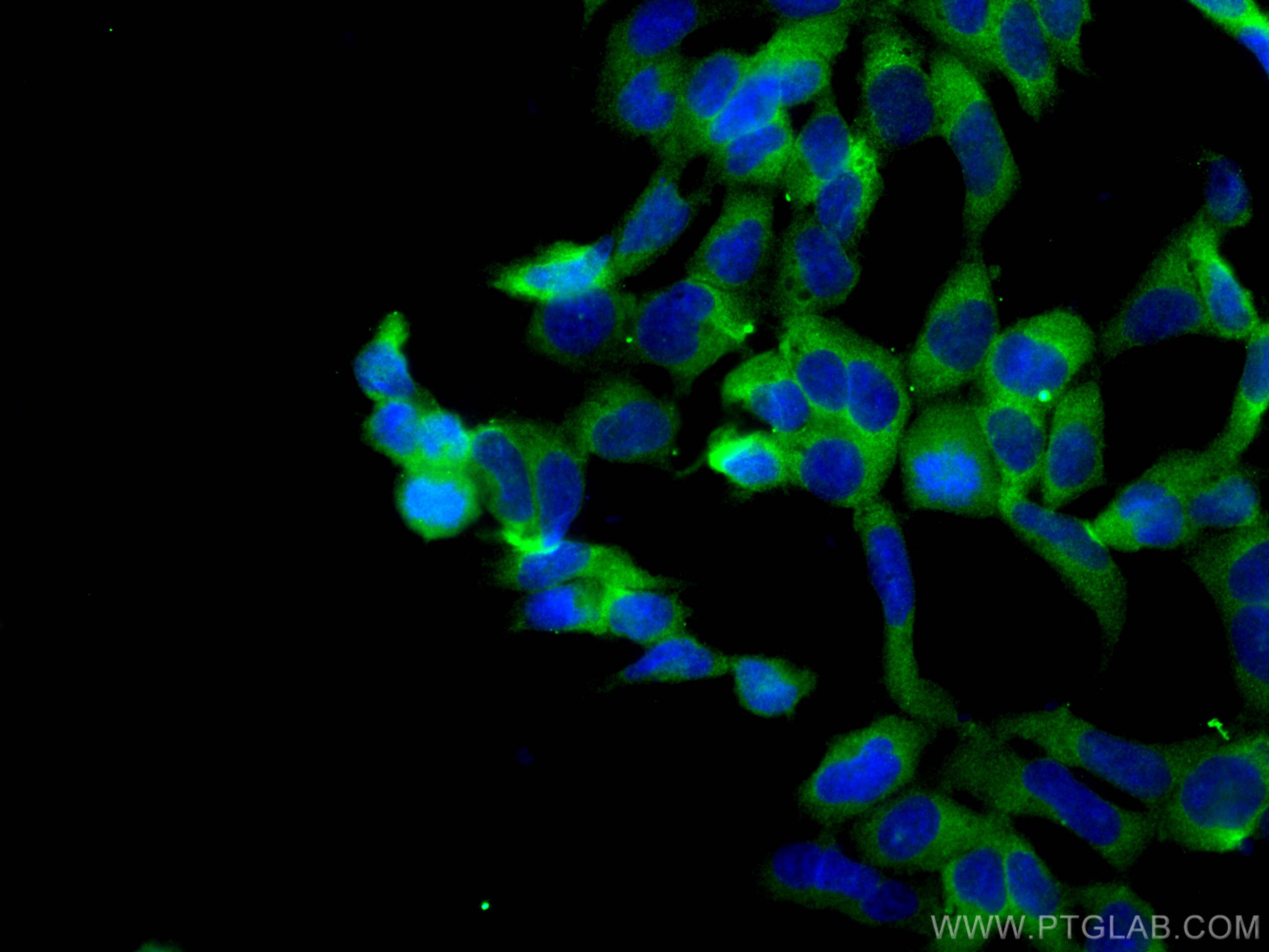 Immunofluorescence (IF) / fluorescent staining of HEK-293 cells using MTHFD1 Monoclonal antibody (67670-1-Ig)