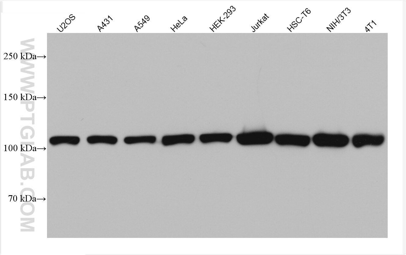 Western Blot (WB) analysis of various lysates using MTHFD1 Monoclonal antibody (67670-1-Ig)