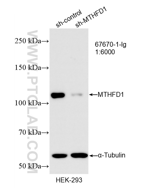Western Blot (WB) analysis of HEK-293 cells using MTHFD1 Monoclonal antibody (67670-1-Ig)