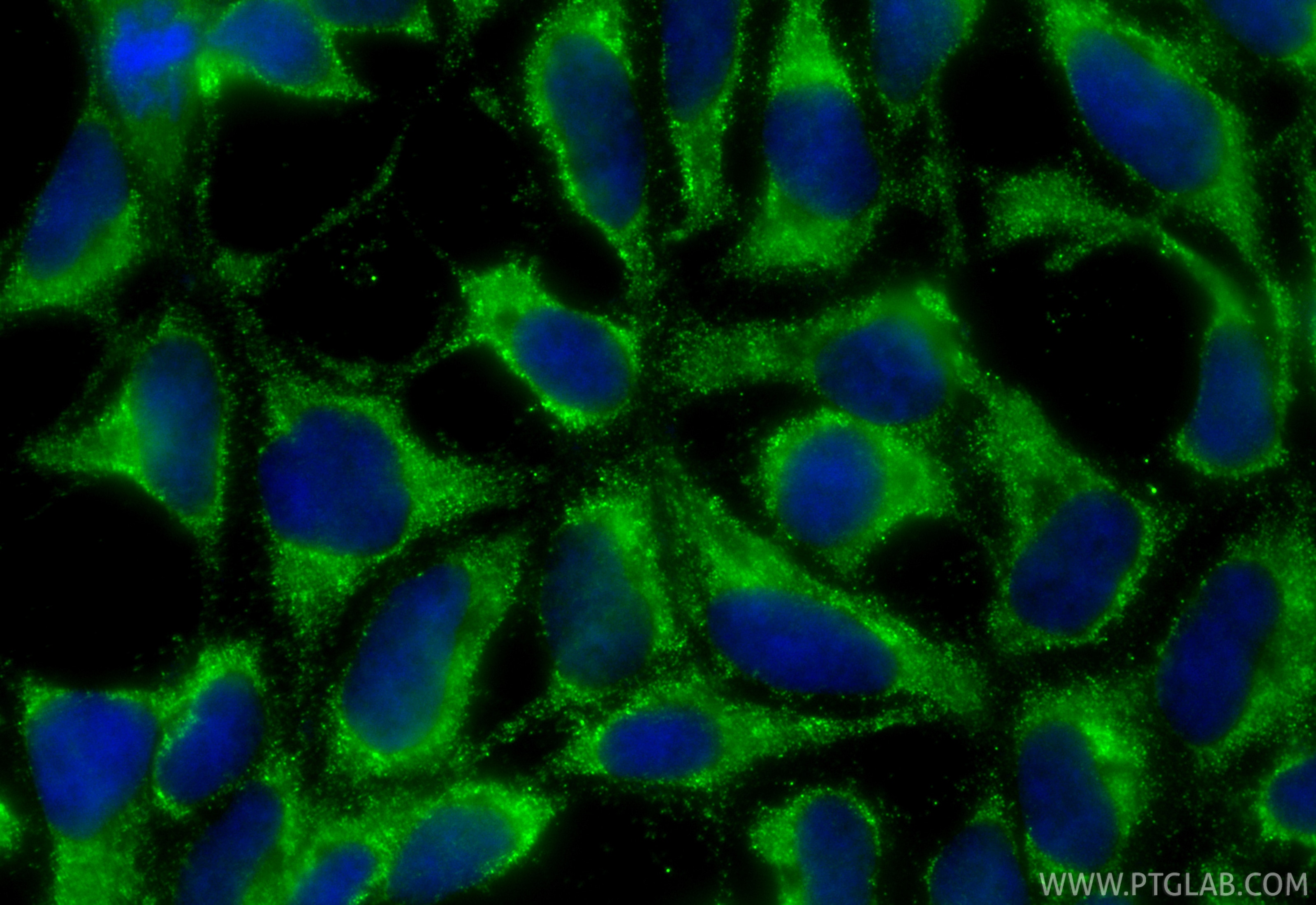 Immunofluorescent analysis of (-20°C Ethanol) fixed HEK-293 cells using CoraLite® Plus 488 MTHFD1 antibody (CL488-67670, Clone: 2B1G3 ) at dilution of 1:200. Immunofluorescence (IF) / fluorescent staining of HEK-293 cells using CoraLite® Plus 488-conjugated MTHFD1 Monoclonal an (CL488-67670)