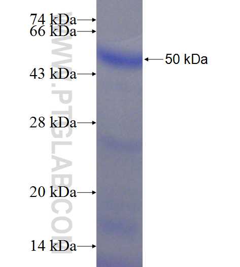 MTHFD1 fusion protein Ag24553 SDS-PAGE