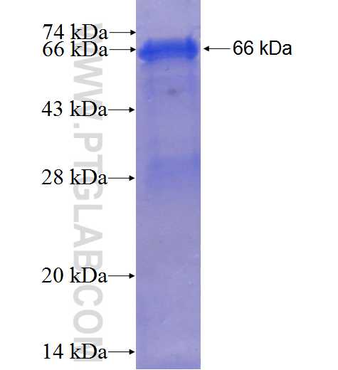 MTHFD1 fusion protein Ag1225 SDS-PAGE